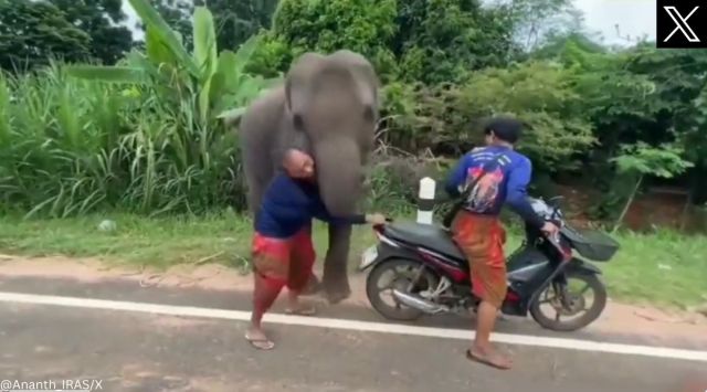 Elephant refuses to let go of its caretaker