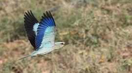 European roller