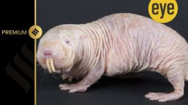 naked mole rats