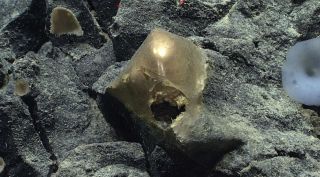 A golden orb found on the ocean floor