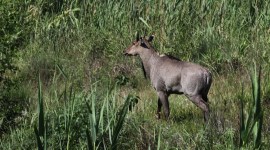 chandigarh wild animals hunting, UT revised hunting rules, crop losses, Farmers oppose new rules, indian express news