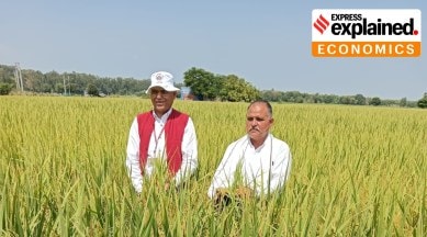 The basmati success story