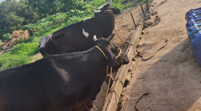 Mumbai cows, stray cattles, cows unsafe conditions in versova, unsafe cows rescued, animal welfare trust, Mumbai police, indian express news