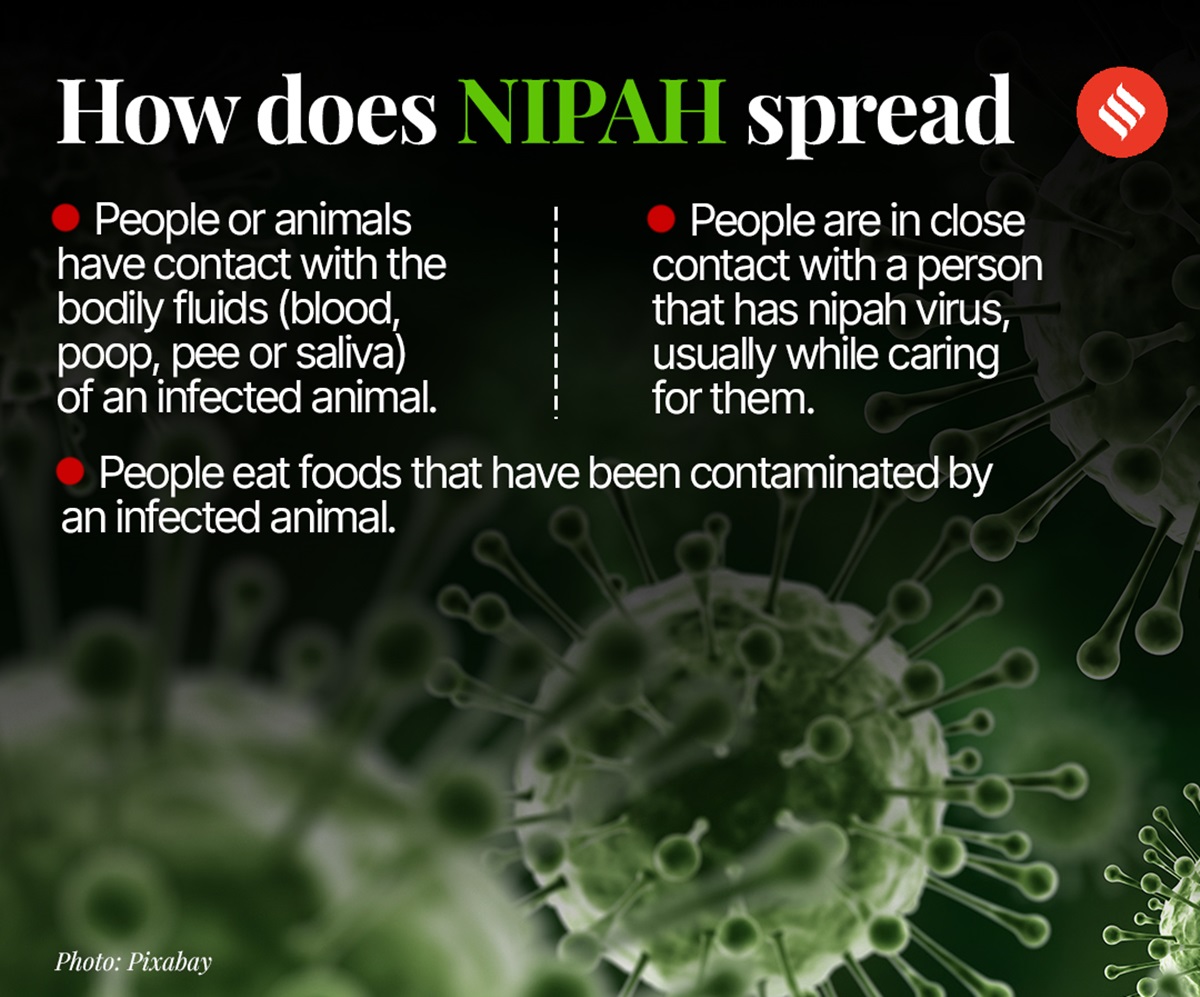 Kerala Fights Nipah Virus Again: संकेत और लक्षण क्या हैं? इसे कैसे रोकें?