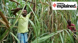 sugar supply, sugar, Sugar prices, sugar sector, National Federation of Cooperative Sugar Factories Ltd (NFCSF), Indian express explained, explained news, explained articles