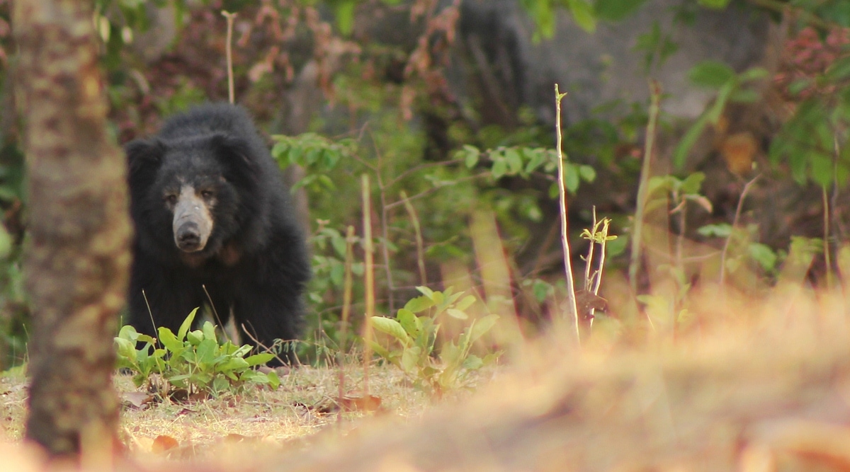 Hardlook: The many gaps in Gujarat’s conservation strategy for sloth
