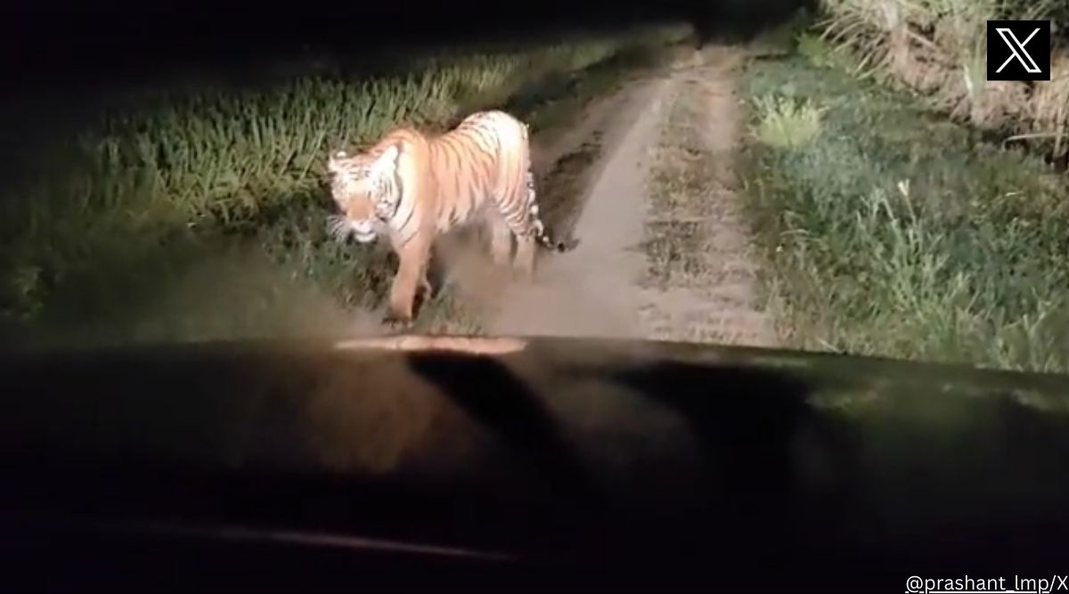 Tiger roams in sugarcane field at night in UP’s Lakhimpur Kheri