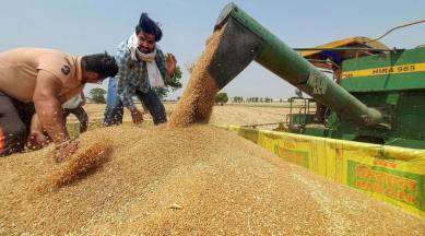 Despite the challenges of climate change, the Union Agriculture Ministry has kept a target of achieving a record wheat output of 114 million tonne in the 2023-24 rabi season against the actual output of 112.74 million tonne in the year-ago period.