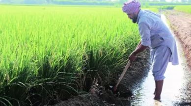 basmati