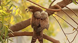 black kites, ahmedabad, birds without borders, indian express