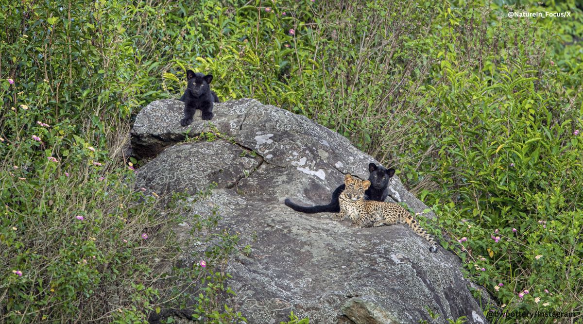 What are black leopards