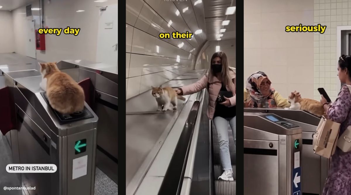 Adorable video of cats on Turkey’s subway wins over netizens. Watch