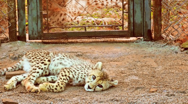 Kuno Palpur sanctuary, African cheetahs, cheetah, Kuno’s only cheetah cub, cheetah deaths, Namibian cheetah Jwala, India news, Indian express, Indian express India news, Indian express India