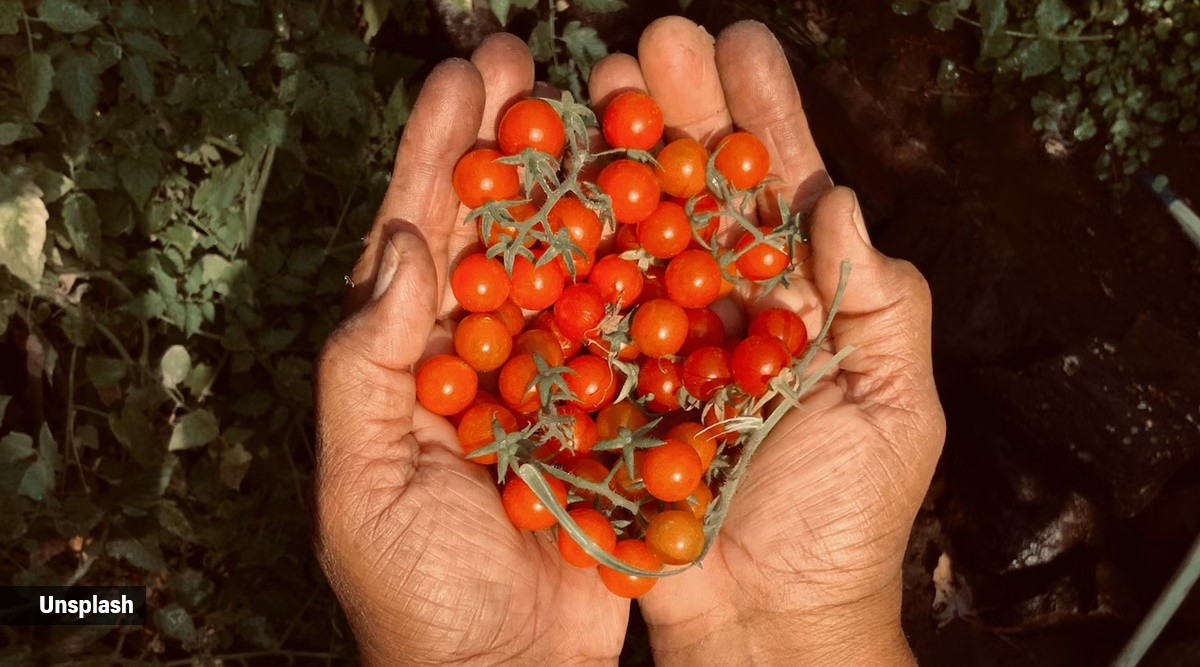 Cherry tomatoes can help you lose weight