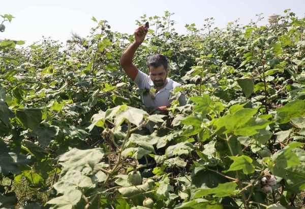 From Rajasthan to Haryana, a pest is wreaking havoc on cotton fields ...