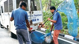 Animal NGO, Animal NGO protests, dogs, stray dogs, street dogs, delhi news, India news, Indian express, Indian express India news, Indian express India