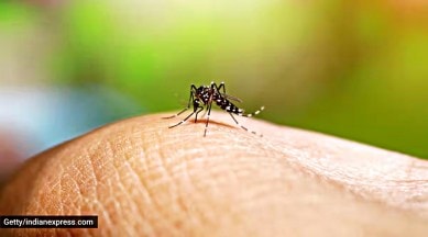dengue deaths, delhi, indian express