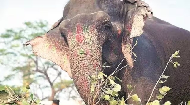 elephant lakshmi, delhi hc, indian express news, lakshmi