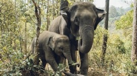 Elephant intelligence demonstrated in study with puzzle boxes