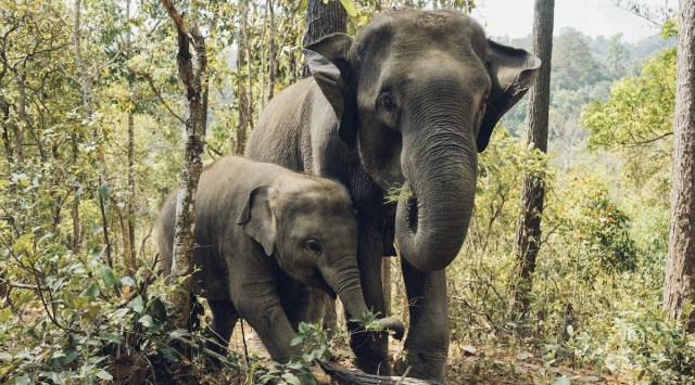 Elephant intelligence demonstrated in study with puzzle boxes