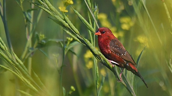 red avadavat