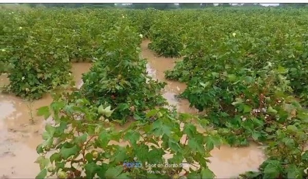 A flooded cotton filed in Khengargadh village in Kutch on Wednesday. Express photo