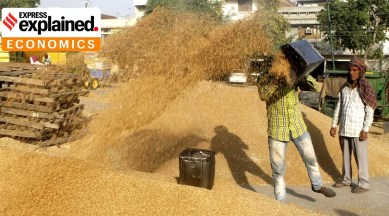 workers unloading grains.