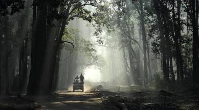 Uttarakhand High Court, Uttarakhand illegal tree felling, illegal tree felling, Corbett park, Dehradun, Jim Corbett National Park, India news, Indian express, Indian express India news, Indian express India