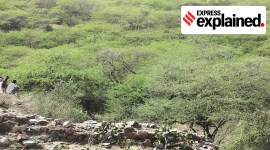 Vilayati Kikar delhi