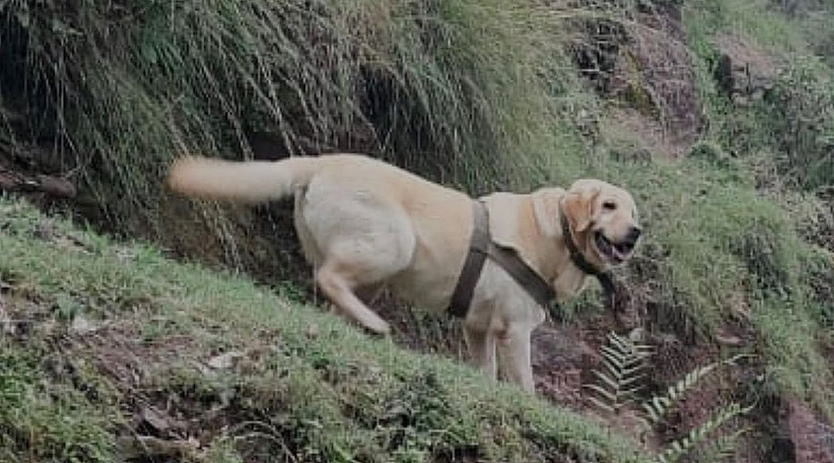 Shielding handler, Army labrador dies in Jammu encounter