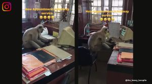 langur in railway office