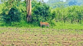 Surat, Leopard attacks, leopard attack, leopards attack, Ahmedabad news, Gujarat news, India news, Indian express, Indian express India news, Indian express India