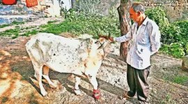 Lumpy skin disease, Surat Lumpy skin disease, Surat Mangrol, Gujarat animal husbandry department, gUJARAT cattle died, INDIAN EXPRESS NEWS