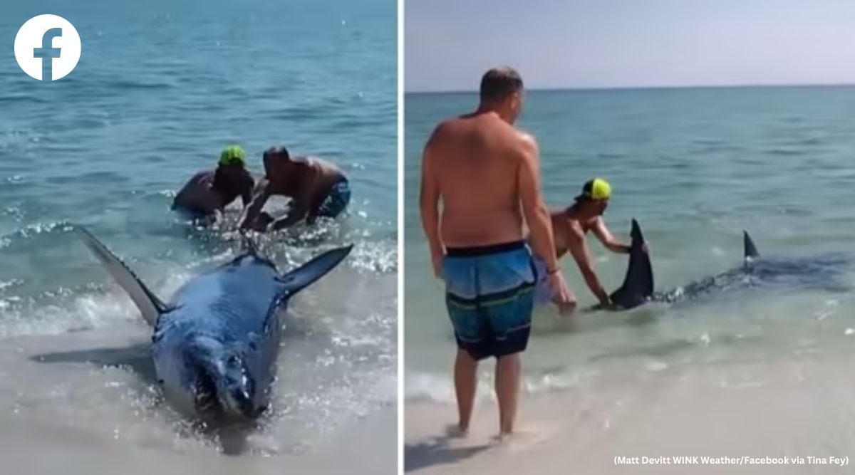 Watch Beachgoers rescue shark stuck on a beach in Florida Trending