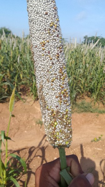 Farmers in Khengargadh village of Kutch say pearl millet has started sprouting in cobs due to the rain. Express photo