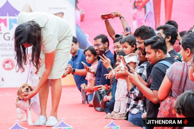 championship cat show bengaluru