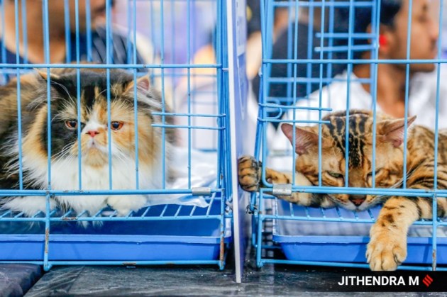 championship cat show bengaluru