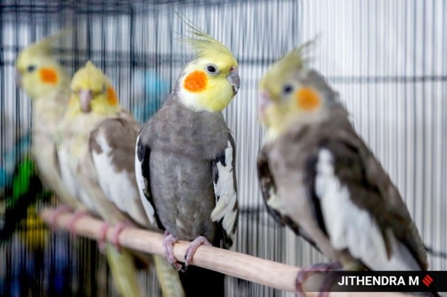 championship cat show bengaluru
