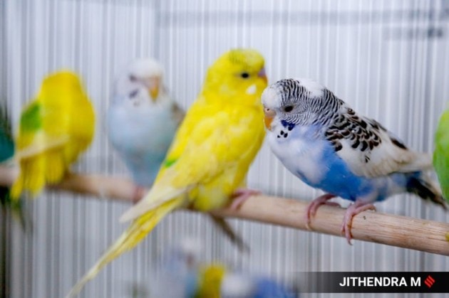 championship cat show bengaluru
