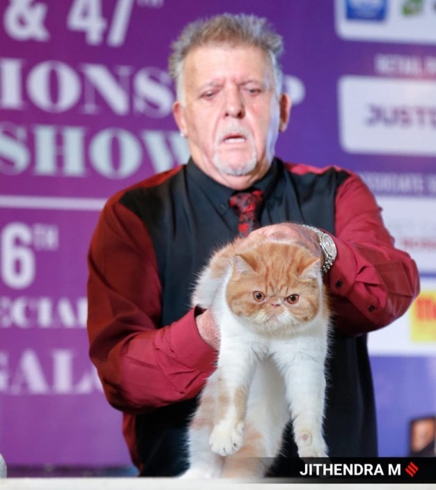 championship cat show bengaluru