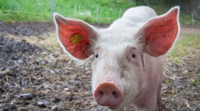 A domestic pig can be seen in what looks like a farm