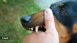 rabies, dog bites