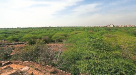 Delhi Preservation of Trees Act (DPTA), delhi Forest Department, delhi eco-restoration, delhi news, India news, Indian express, Indian express India news, Indian express India