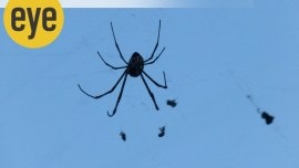 spiders grass ranjit lal