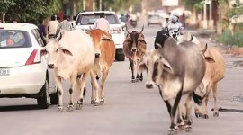 delhi stray cattle issue, stray cattle near G2o sites, Municipal Corporation of Delhi, Delhi MCD, government-funded cow shelters, G20 Summit, INDIAN EXPRESS NEWS