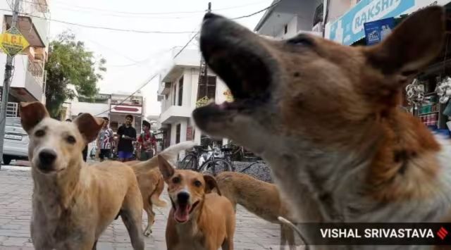 stray dogs