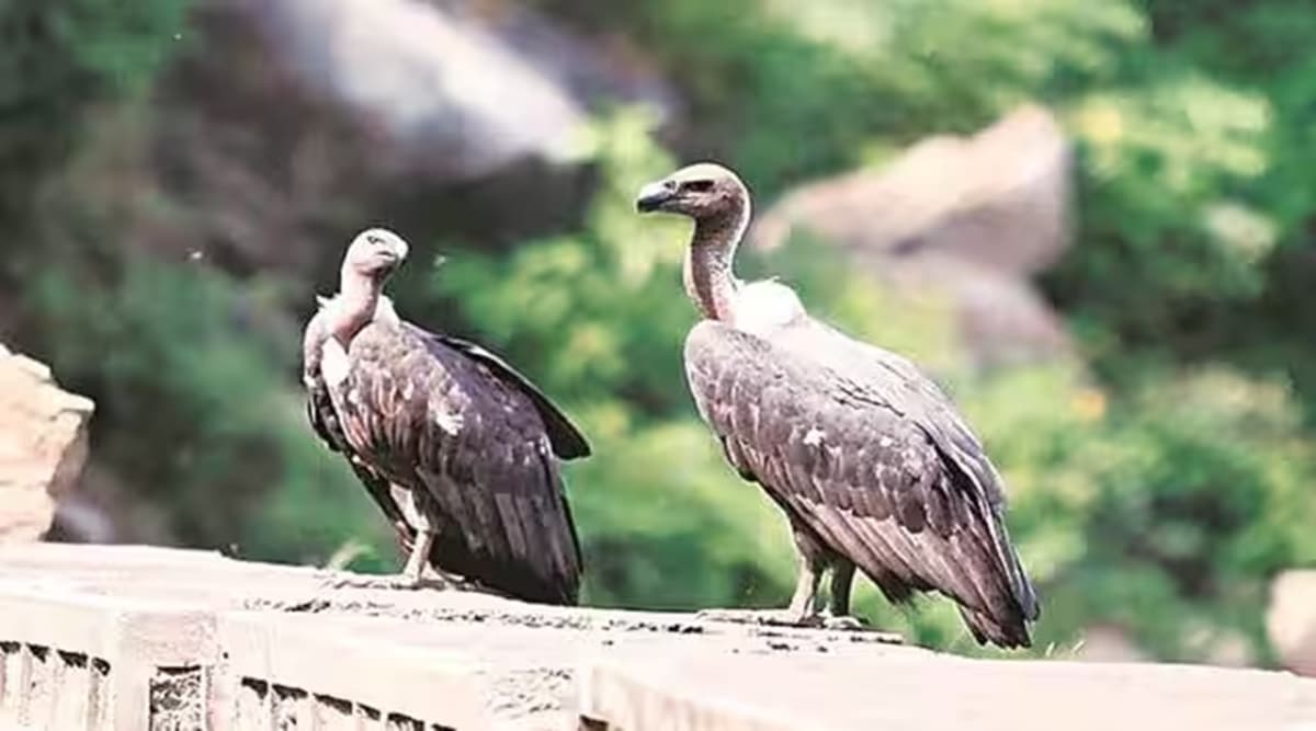 Why we need vultures - Vulture Conservation Foundation