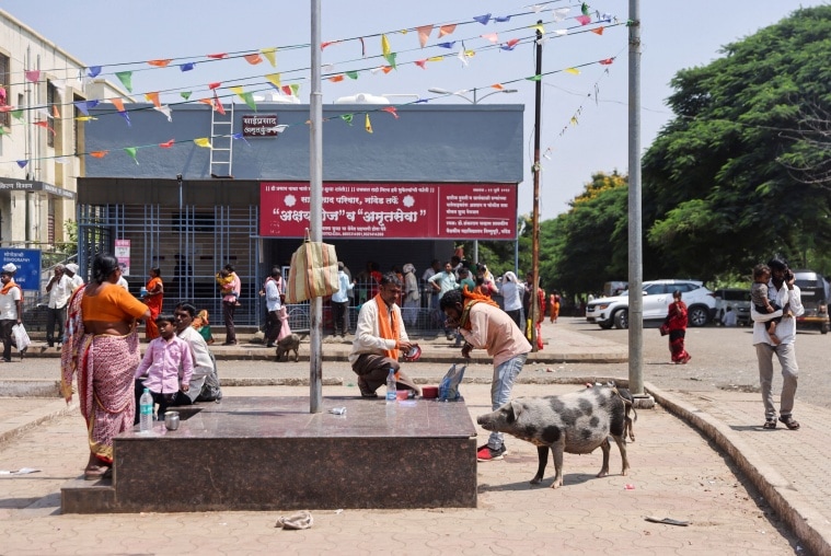 Pigs roam inside the premises of the Shankarrao Chavan Government Medical College and Hospital in Nanded