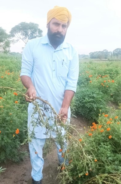 damaged flower crop