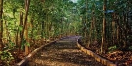 Bangalore forest land Bangalore forest land